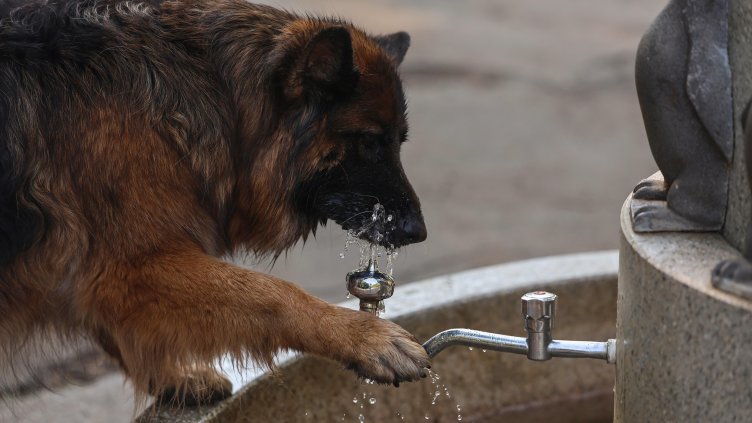 Снимка: архив, БГНЕС