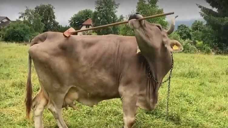 Снимка Стопкадър NOVA