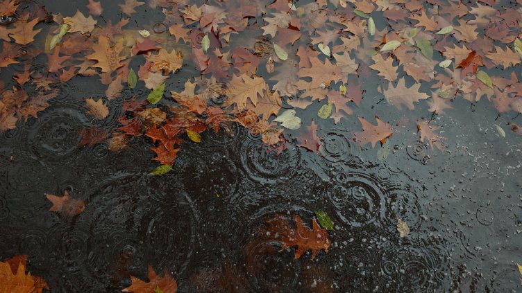 Снимка: архив, БГНЕС