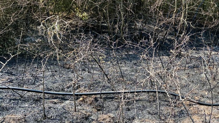 Снимка: архив, БГНЕС