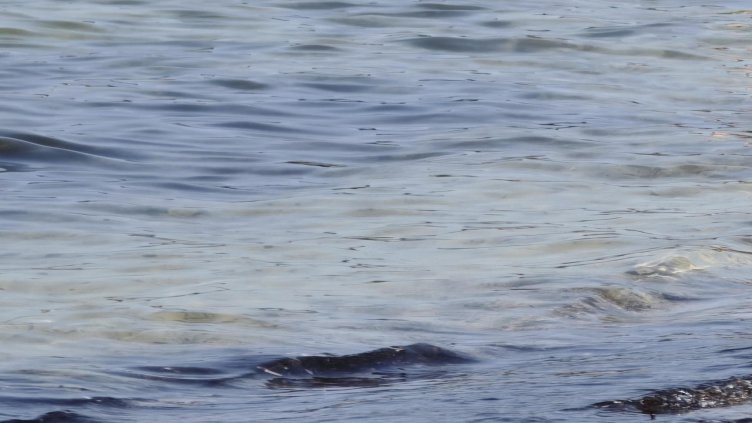 БГНЕС, архив