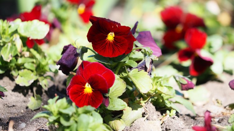 Снимка: архив, БГНЕС