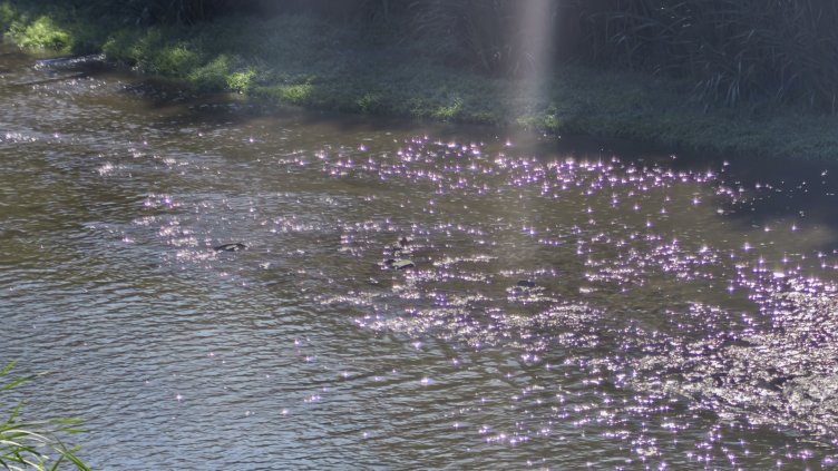 БГНЕС, архив