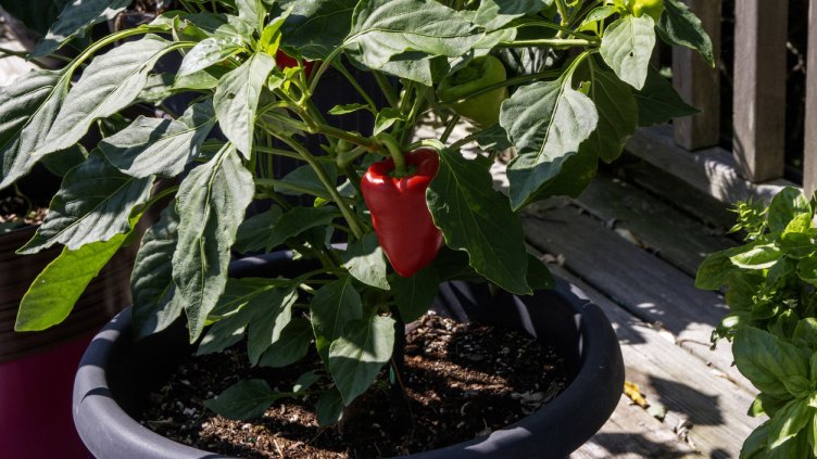 Снимка: istock