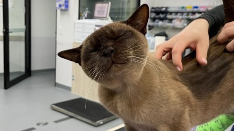 Снимка: Фейсбук/ SASH - Small Animal Specialist Hospital