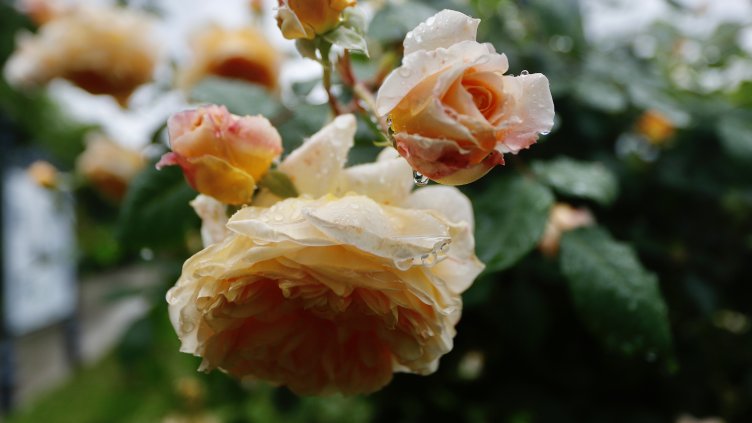 Снимка: архив, БГНЕС