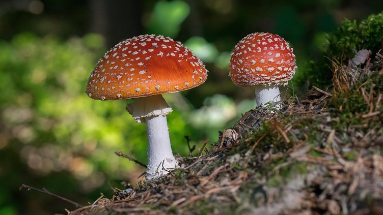 Снимка: Pixabay