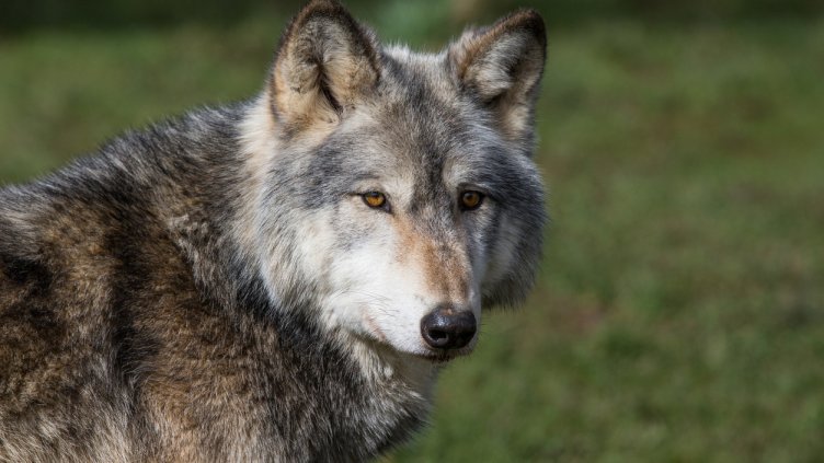 Снимка: IstockPhoto