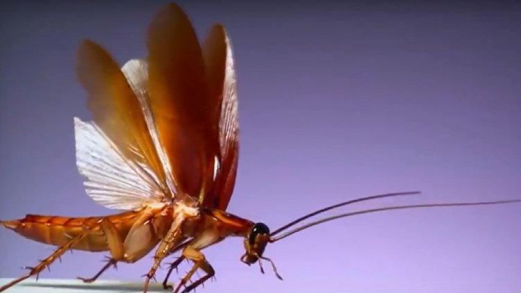 Снимка: Стоп кадър NOVA