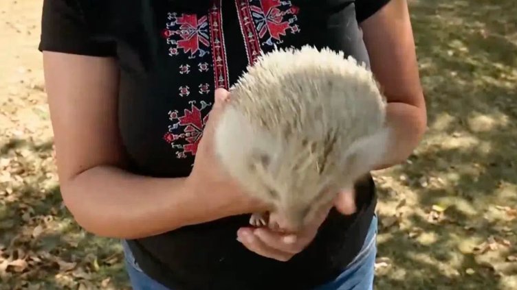 За първи път у нас: Намериха таралеж албинос в Лакатник