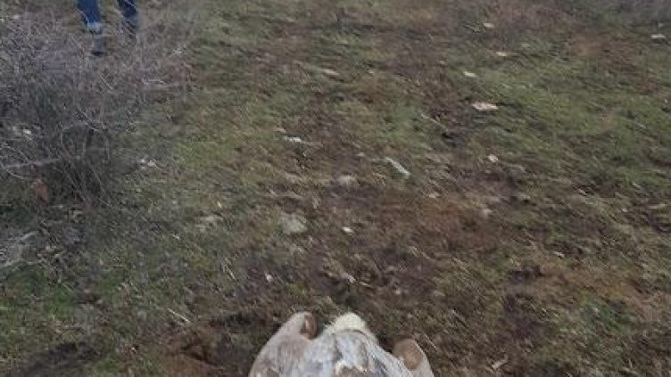 БГНЕС, архив