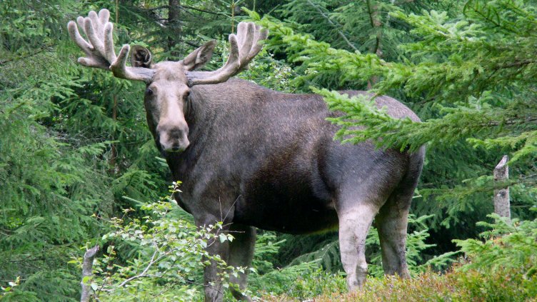 Снимка Пиксабей