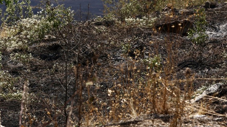 Снимка: архив, БГНЕС