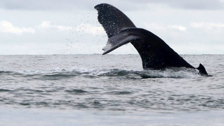 Снимка: БГНЕС/ЕРА