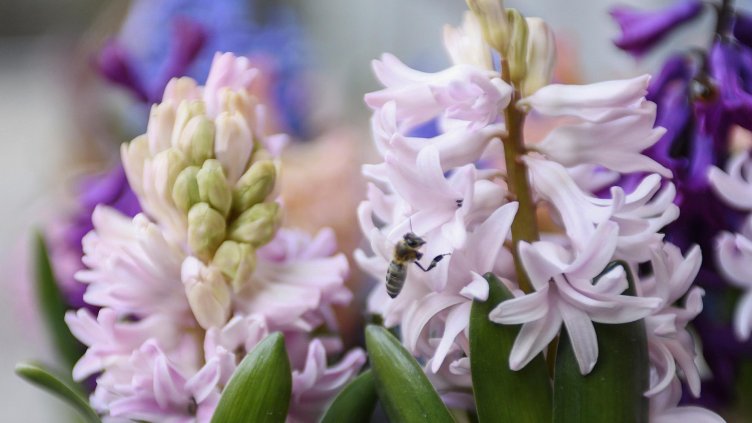 Снимка: архив, БГНЕС