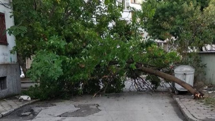 Снимка: Фейсбук, Ваня Николова 