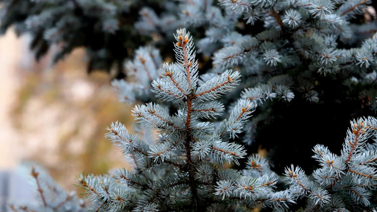 Снимка: архив, БГНЕС
