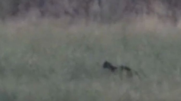 Щракнаха черния леопард край Дупница ВИДЕО