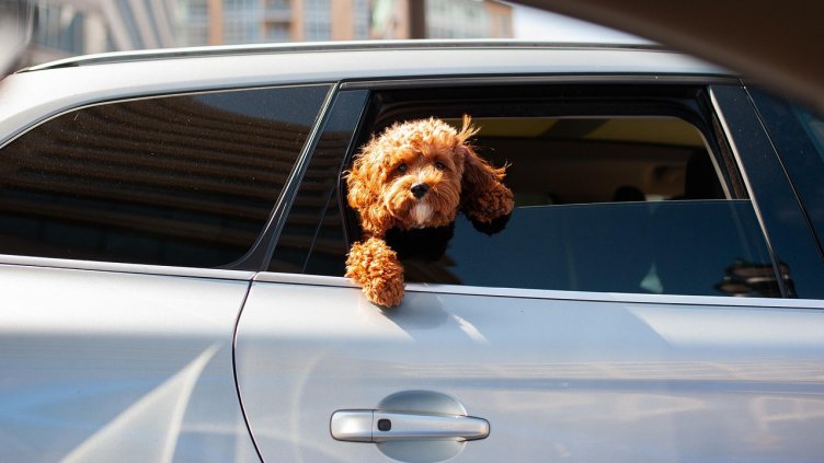 Снимка: Pixabay