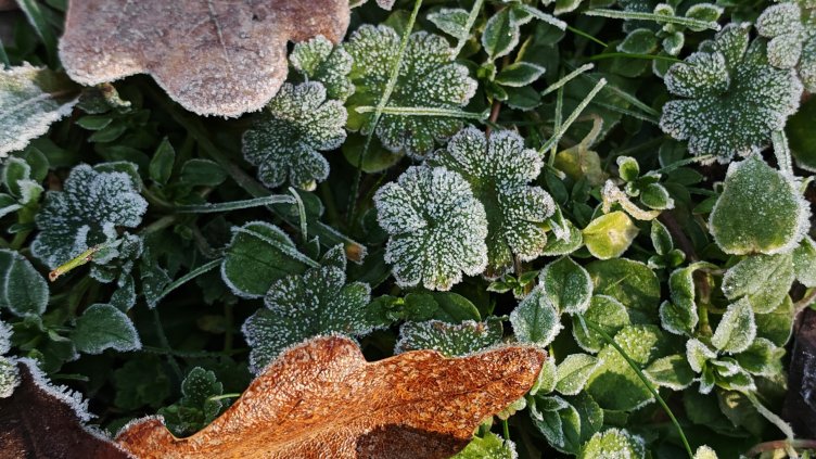 Снимка: архив, БГНЕС