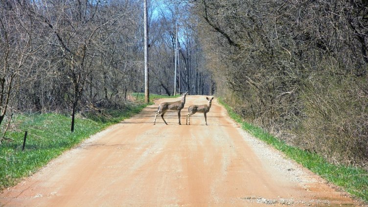 Снимка: Пиксабей