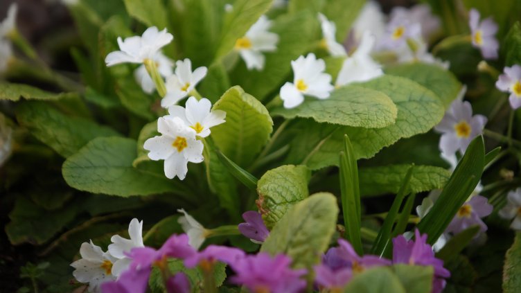 Снимка БГНЕС