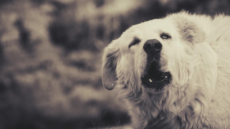 Снимка: Pixabay