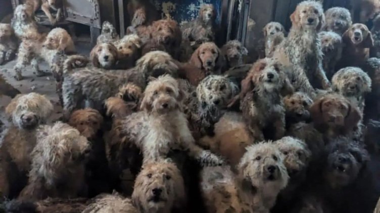 Намериха 250 кучета натъпкани в апартамент