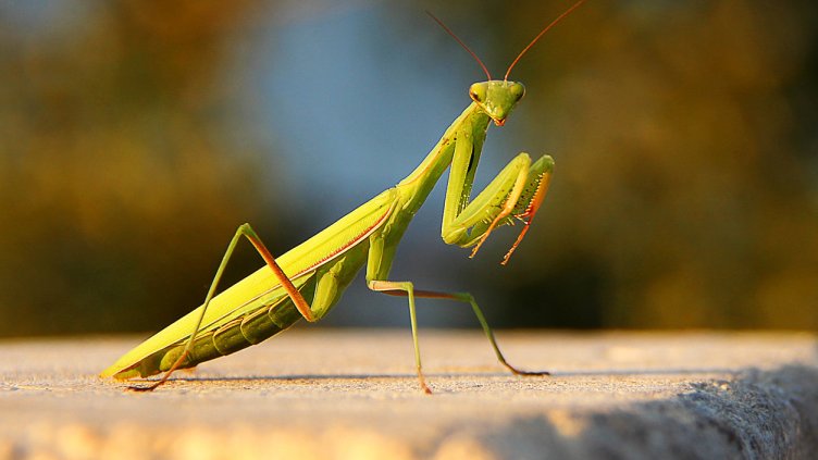 Снимка: istock