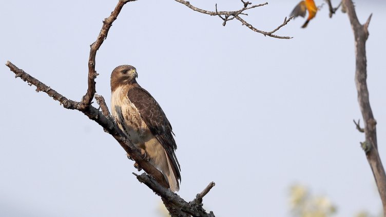 Снимка: архив, БГНЕС