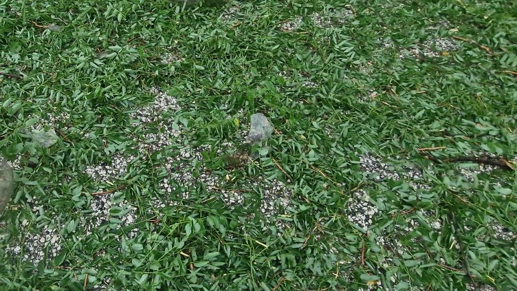 БГНЕС, архив