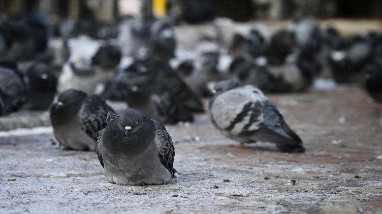 Снимка: архив, БГНЕС