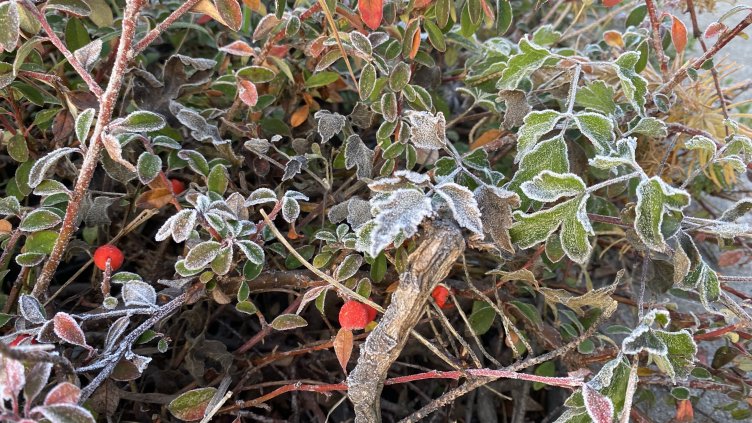 Снимка: архив, БГНЕС