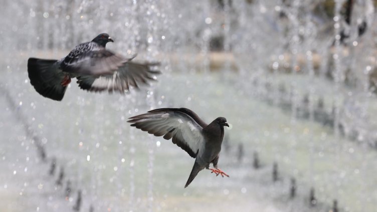 Снимка БГНЕС