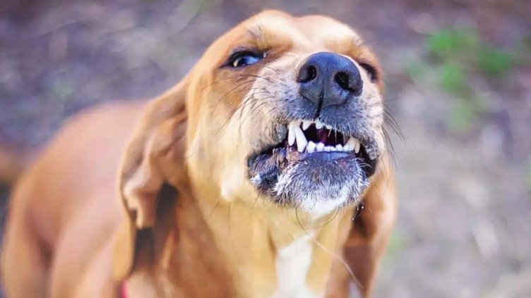 Снимка Пиксабей