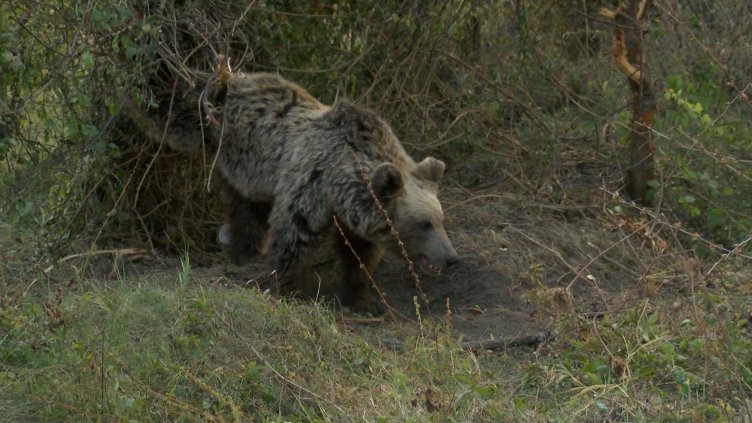 Снимка БГНЕС