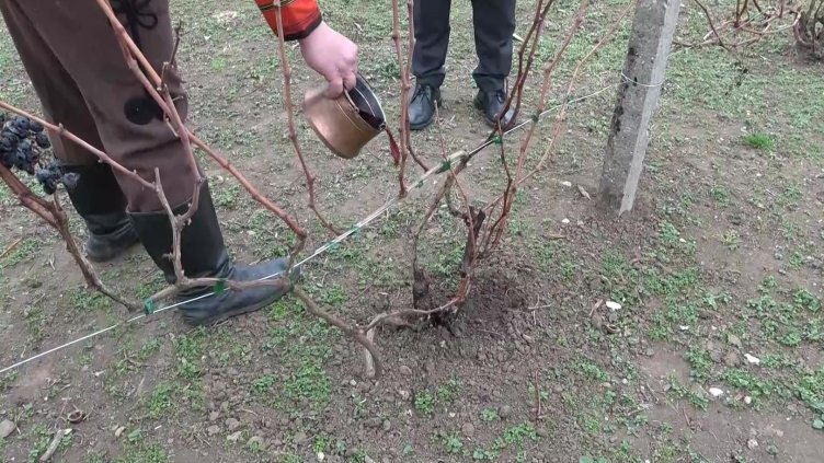 БГНЕС, архив