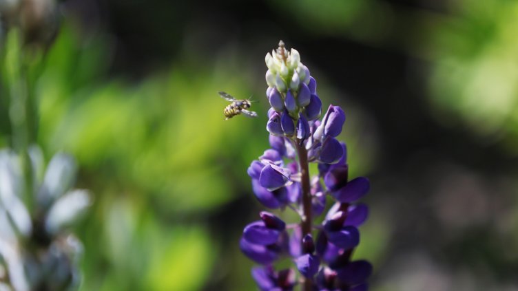 Снимка: архив, БГНЕС