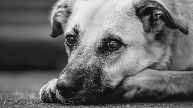 Снимка: Pixabay