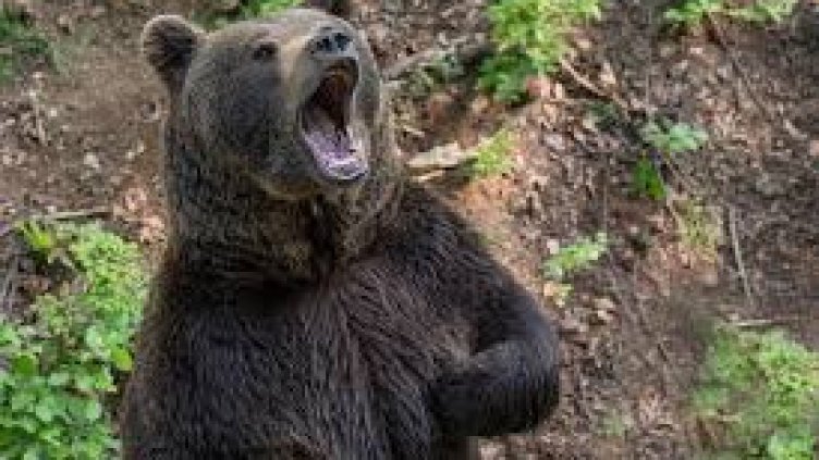 Снимка Пиксабей