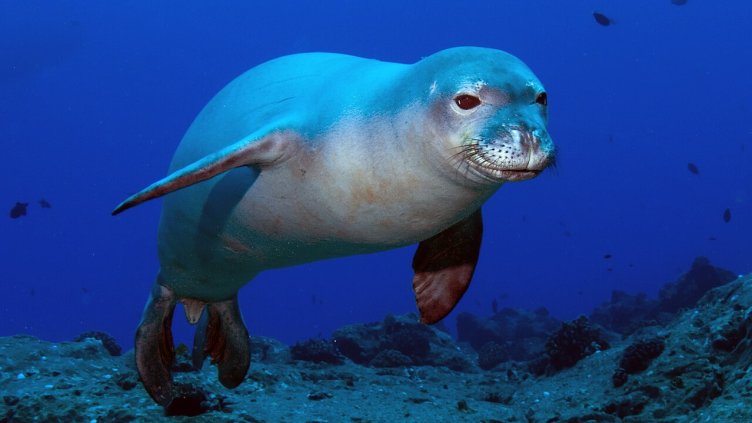 Снимка Уикипедия