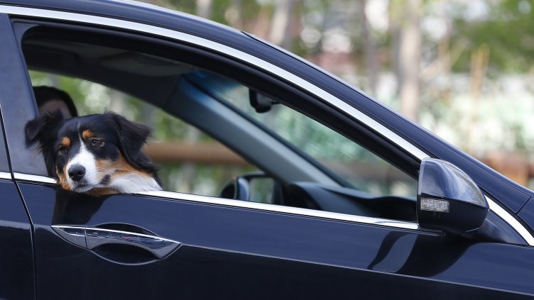 Снимка: архив, БГНЕС