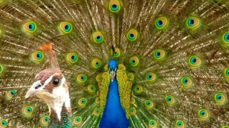 Снимка Пиксабей