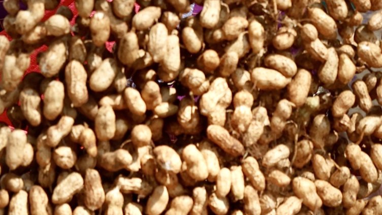 Снимка: архив, БГНЕС