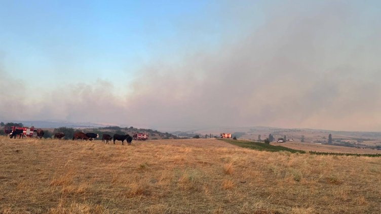 БГНЕС, архив