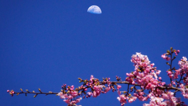 Снимка: iStock/Pix4Japan