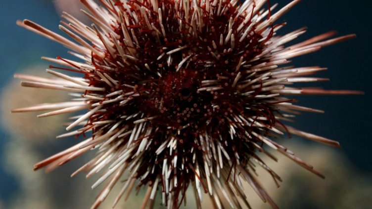 Снимка: архив, БГНЕС