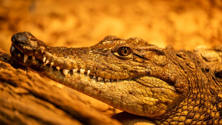 Снимка: Софийски зоопарк