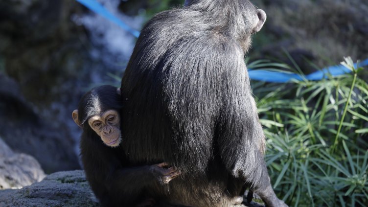 Снимка: архив, БГНЕС