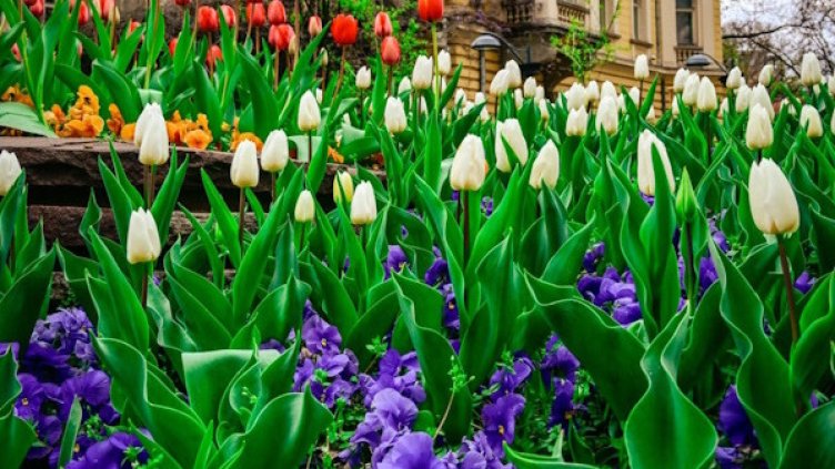 Столична община